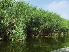 -白洋淀景区