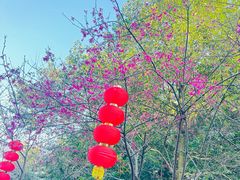 -广州市帽峰山景区