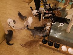 -萌喵咖啡屋(人民东路4号口M16商铺店)