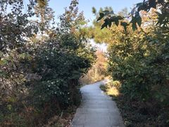 -冶父山国家森林公园
