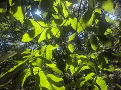 -阳台山自然风景区