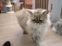 -1013 PET SHOP 宠物商店(近铁城市广场店)