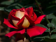 -上海滨江森林公园