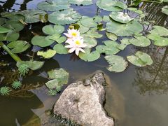 -深圳仙湖植物园-停车场