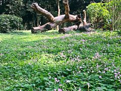 -南宁良凤江国家森林公园