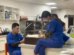 -伟伟宠物医院·瑞派猫友好医院·猫科(光谷店)