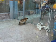 -西霞口神雕山野生动物世界