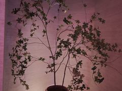 -舒小悦·舒养SPA·古法推拿(光环中心店)
