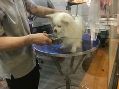 -PETKIT小佩宠物(古北店)