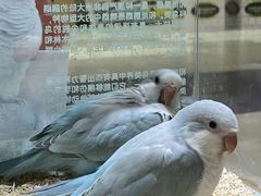 -帕帕拉兹宠物(亚洲旗舰店)