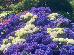 -上海鲜花港