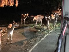 -清迈夜间动物园