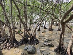 -宝安西湾红树林湿地公园