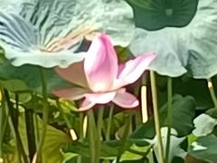 -荔湾湖公园