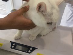 -艾吉宠物医院·疑难杂症转诊中心·猫友好(碧江路院)
