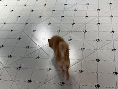 -毛绒耶耶撸宠馆·猫咖·狗咖·荷兰猪咖