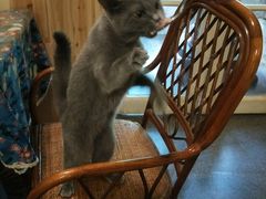 -猫色咖啡·猫咖