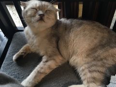 -more than meow吴止猫主题餐厅(承德 中船汇店)