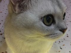 -滚猫咖啡·猫咖·猫友好撸猫(未来城店)