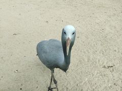 -盐城丹顶鹤湿地生态旅游区