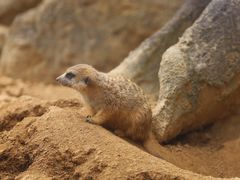 -杭州野生动物世界