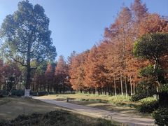 -九科绿洲
