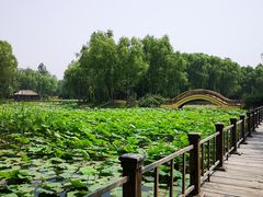 -微山湖红荷湿地景区