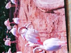 -海南热带野生动植物园