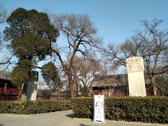古树及御碑-报国寺