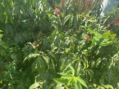 -南汇水蜜桃采摘(大团店)