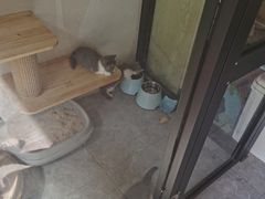 -优米宠物美容(体育场路店)