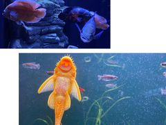 -成都浩海立方海洋公园