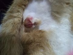 -圣宠动物医院·犬猫专科·影像中心·外科中心