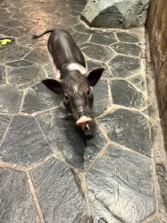 -Zoolung Zoolung动物主题公园(海信广场店)