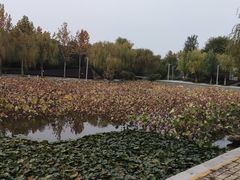 -红莲湖