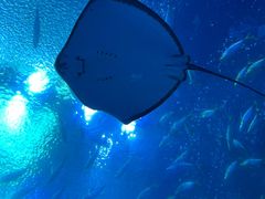 -珠海长隆海洋王国