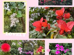 -广州市白云山风景名胜区