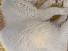-平行世界·猫咖(首经贸店)