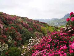 -贵州百里杜鹃风景名胜区
