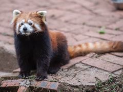 -成都大熊猫繁育研究基地