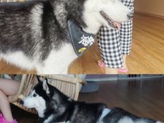 -Husky Go! 哈士奇体验馆·宠物咖啡厅狗咖
