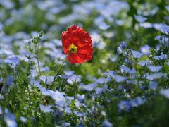 -上海滨江森林公园