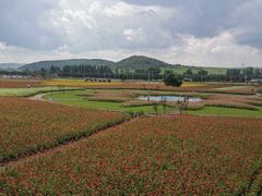 -莲花山花海