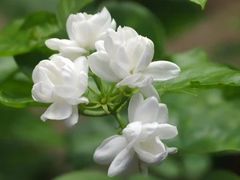 -溪岸路花鸟市场