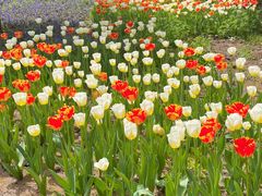 -石家庄市植物园