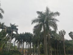 -金花茶公园