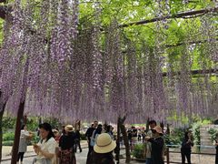-嘉定紫藤园