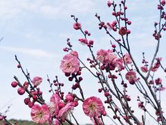 -昆山城市生态森林公园