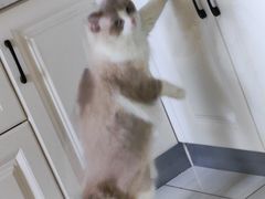 -瑞鹏宠物医院犬猫全科(真大分院)