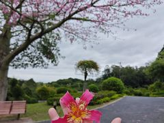 -东莞植物园